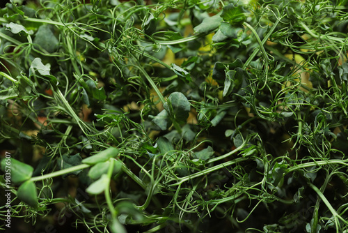 Fresh ripe microgreens as background, closeup view