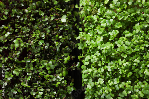 Different types of microgreens as background, top view