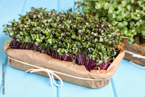 Different types of microgreens on light blue wooden table, closeup