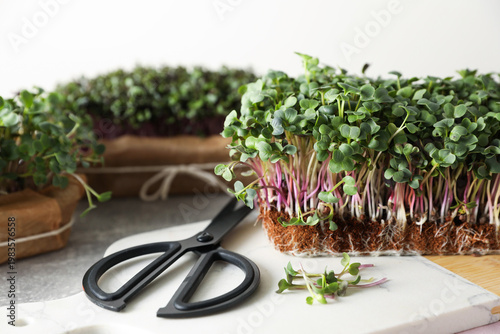 Different types of microgreens and scissors on table, closeup