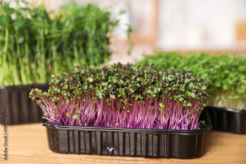Different types of microgreens on wooden table indoors, closeup