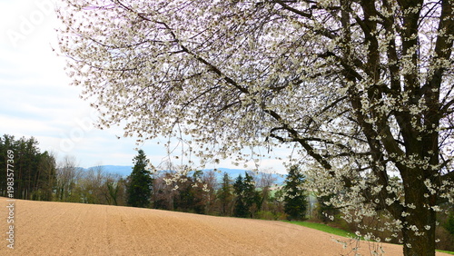 Blühende Kulturlandschaft Niederösterreich