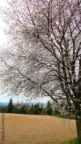 Obstgärten im Rhythmus der Natur

