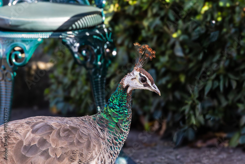 Close up of peacock with iridescent feathers in garden setting Porto, Portugal, Porto, 17.10.2025