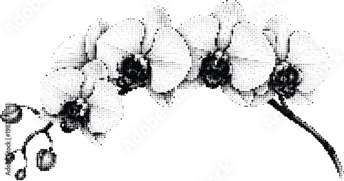 Beautiful orchid flower branch in halftone dot style isolated on transparent background for floral decoration and botanical garden interior design art.