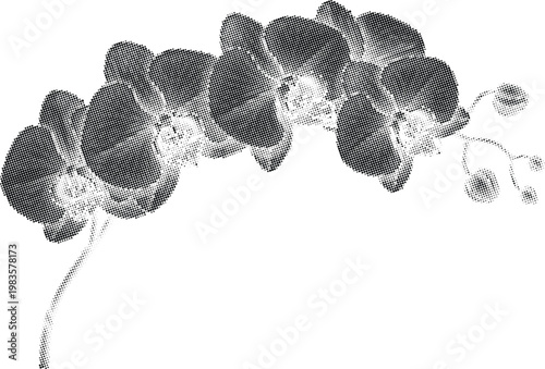 Orchid flower branch isolated on transparent background black and white halftone dots art pattern texture black illustration graphic design floral.
