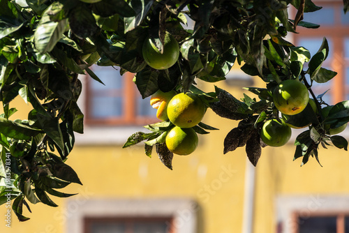 Fresh oranges hanging on tree in sunny Porto street scene, Portugal, Porto, 17.10.2025
