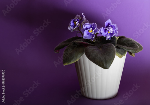 Blooming violet (Saintpaulia) in a white flower pot on a purple background. Concept of home plants, interior decor, gardening, and natural beauty.