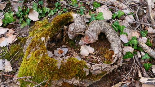 Wurzelstock in Herzform 