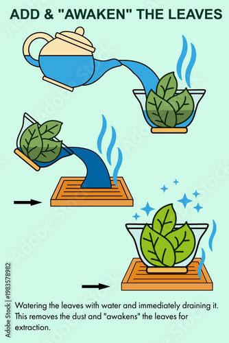 Infographic showing the step of awakening chinese tea leaves. Water pouring from yixing clay teapot into a gaiwan for rinsing and preparing tea for extraction in gong fu ceremony
