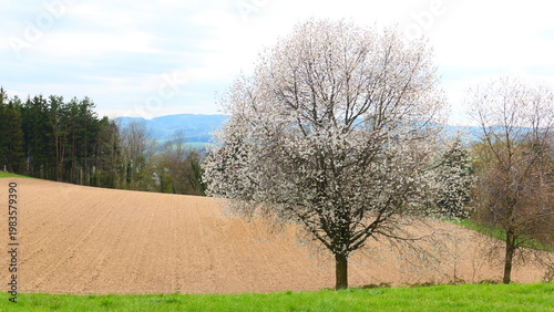 Alte Obstsorten im sanften Hügellamd 

