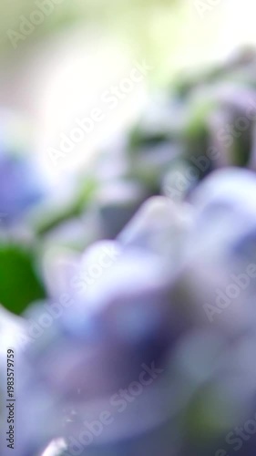 Close-up view of a blue hydrangea flower in full bloom, surrounded by lush green leaves. Soft sunlight highlights the layered petals, creating a calm seasonal nature scene.