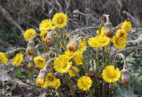 Bild auf Leinwand In nature, bloom early spring plant coltsfoot (Tussilago farfara)
