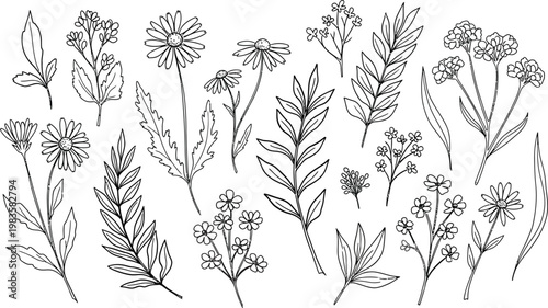 Botanical illustration a delicate collection of wildflowers and foliage in black and white