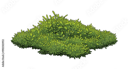 A lush and dense green shrub displays a multitude of small detailed leaves with vibrant verdant highlights and deep shadows on a white background.