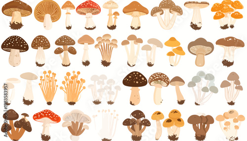Variety of Mushrooms on Display.