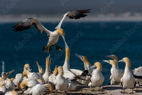 Cape gannet (Morus capensis).  On the Coast of Lambert's Bay gannets are flying to the colony to make love, feed the chicks and fight on Bird Island Nature Reserve in South Africa