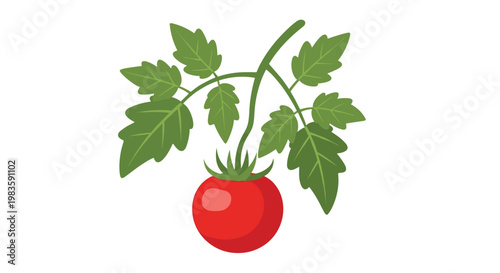 A single vibrant red tomato hangs gracefully from a delicate green vine featuring several meticulously detailed serrated leaves against a white background.