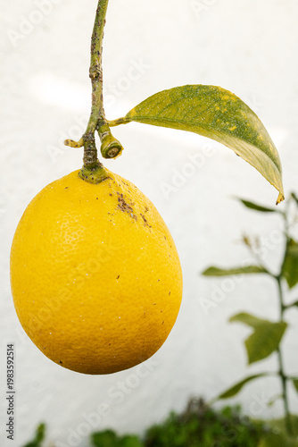 lemon on a branch with signs of fungus or pest infestation 