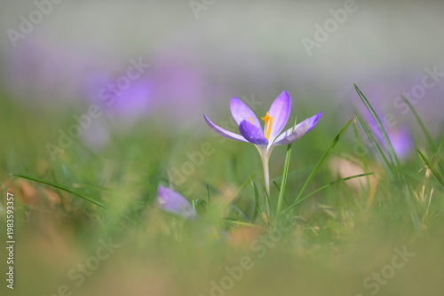 Krokus crocus