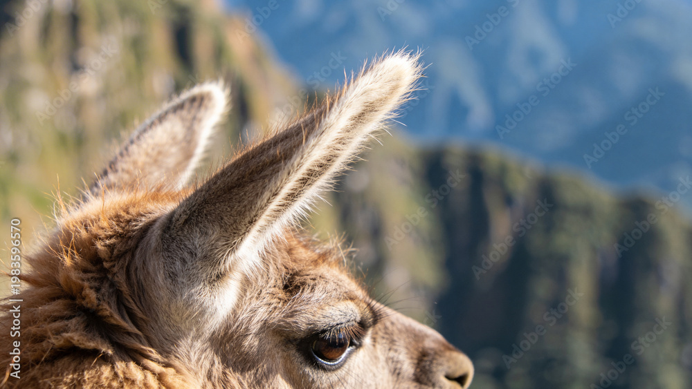 Fototapeta premium Close-up view of a llama in a farm setting with mountains in the background during daytime