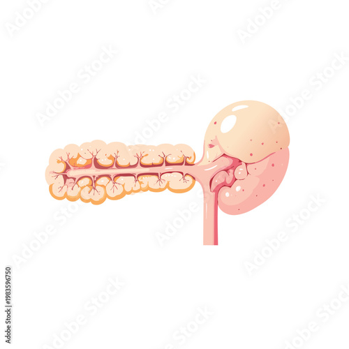 Human pancreas organ anatomy medical biology vector illustration