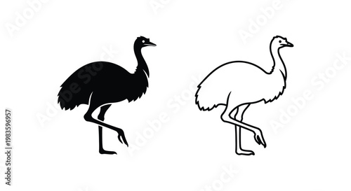 Ostrich vs Emu Birds: Unique Flightless Bird Comparison Vector