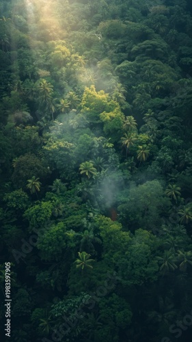 Lush Green Rainforest Canopy with Morning Mist and Sunbeams Aerial View