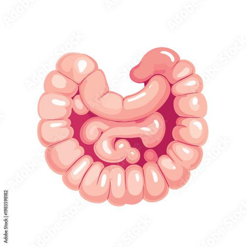 Human intestines digestive system anatomy medical vector illustration