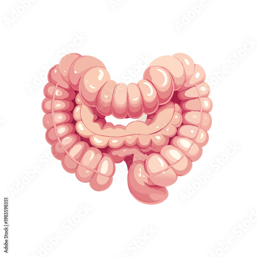 Human intestines organ anatomy medical biology vector illustration