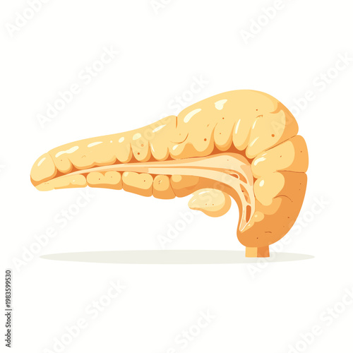 Human pancreas organ anatomy medical biology vector illustration