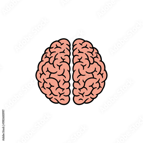 Top view of human brain anatomy vector illustration on white