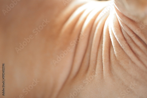 Slika na platnu A person holding a cat in their hands, a moment of intimacy and companionship