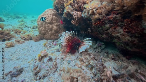 Underwater world landscape scenery. Colorful tropical fish and corals. Exploration of the underwater world