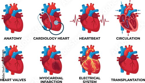 Detailed vector illustration showcasing human heart anatomy, cardiology concepts, and medical functions. Ideal for educational materials, healthcare marketing, and scientific presentations.