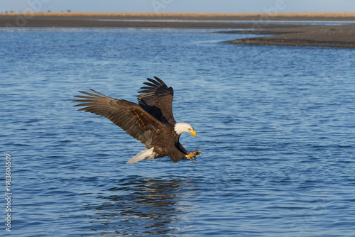 American Bald Eagle in Alaska Fishing Flying 