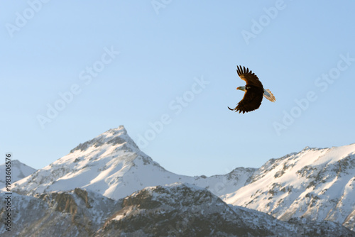 American Bald Eagle in Alaska Fishing Flying 