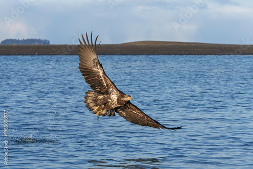 American Bald Eagle in Alaska Fishing Flying 