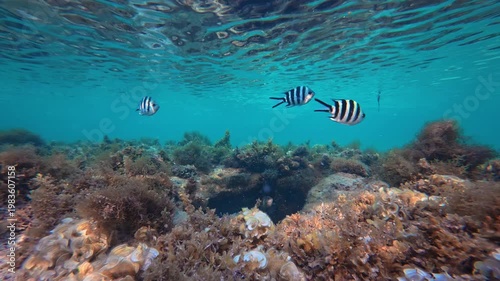 Underwater world landscape scenery. Colorful tropical fish and corals. Exploration of the underwater world