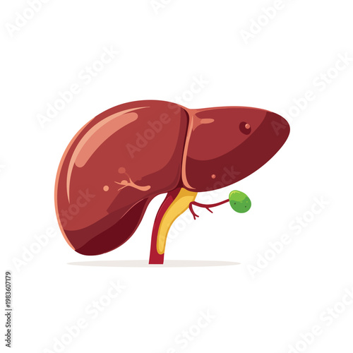 Healthy human liver organ medical biology vector illustration