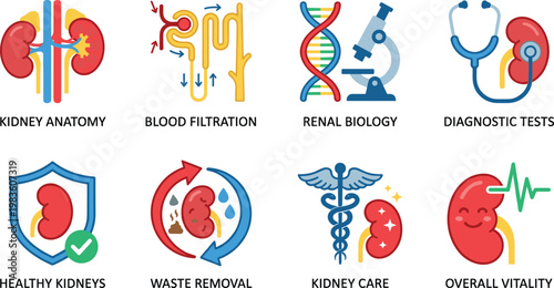 Colorful flat design vector illustration showcasing kidney anatomy, blood filtration, renal biology, and diagnostic tests for healthcare, education, and medical marketing materials.