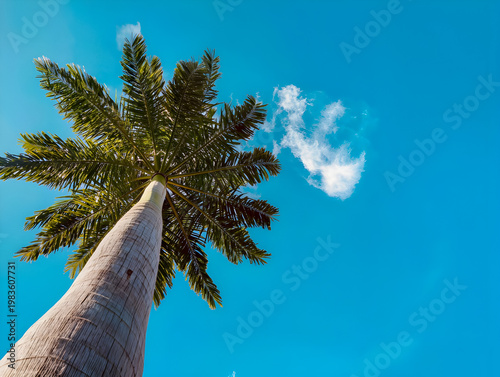 Low angle view of oil palm tree against blue sky with clouds