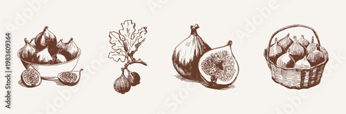 Figs whole and cut with seeds vintage composition. Illustrations for gourmet packaging and menu design. Pencil drawing style detailed texture and natural fruit structure.