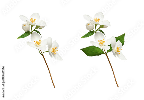 Two jasmine branches (Philadelphus coronarius) with white flowers and green leaves isolated on white. Delicate spring bloom for creating designs, cards, patterns, floral arrangements, wedding cards.