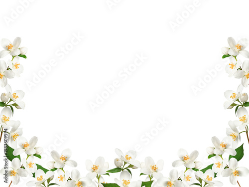 Decorative frame made of jasmine flowers and buds, isolated on white. Soft spring floral border with space for text. Design element for creating collage or design, wedding cards and invitations.