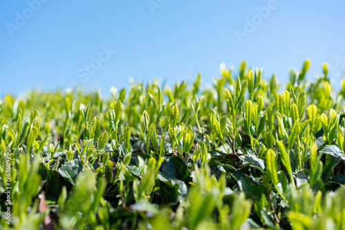 茶畑　青空
