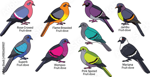 Fruit dove species and colorful tropical pigeons wildlife icon set