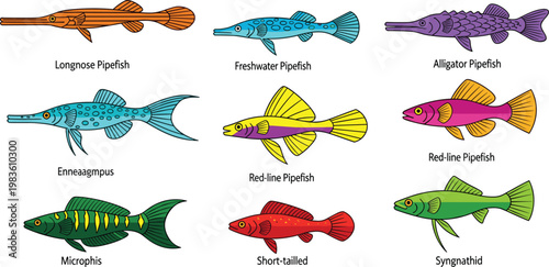 Pipefish and Syngnathid Species Vector Illustration Set Featuring Longnose Freshwater and Alligator Pipefish for Marine Biology, Educational Books, and Aquatic Nature Designs