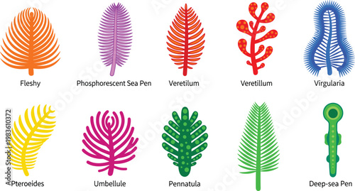Sea pen species and marine cnidarians biology icon set