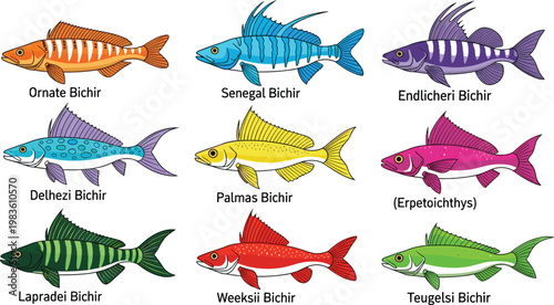 Tropical barbets and colorful fruit-eating birds wildlife icon set